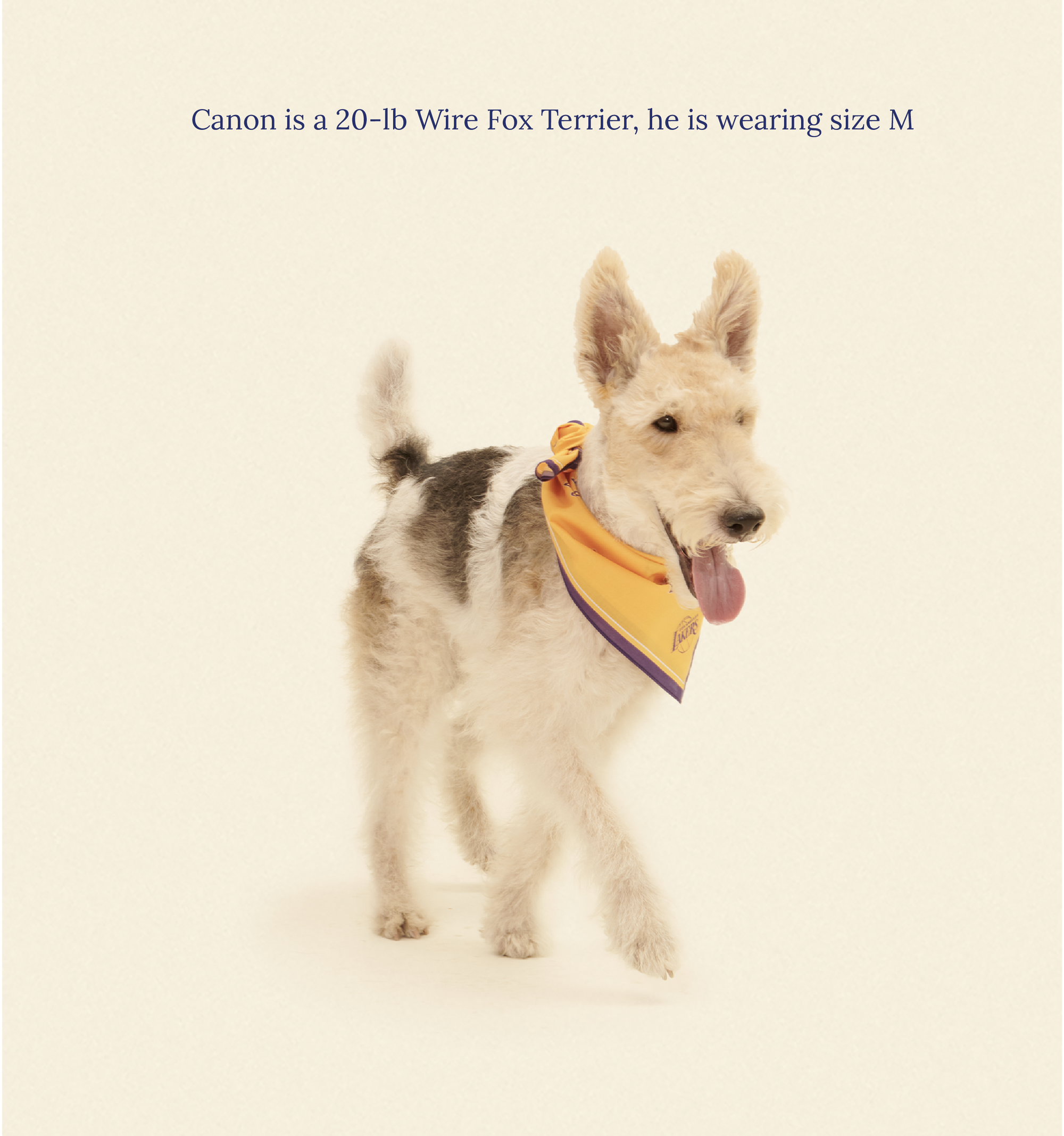 Little Beast Dog Bandana Los Angeles Lakers Bandana - NBA