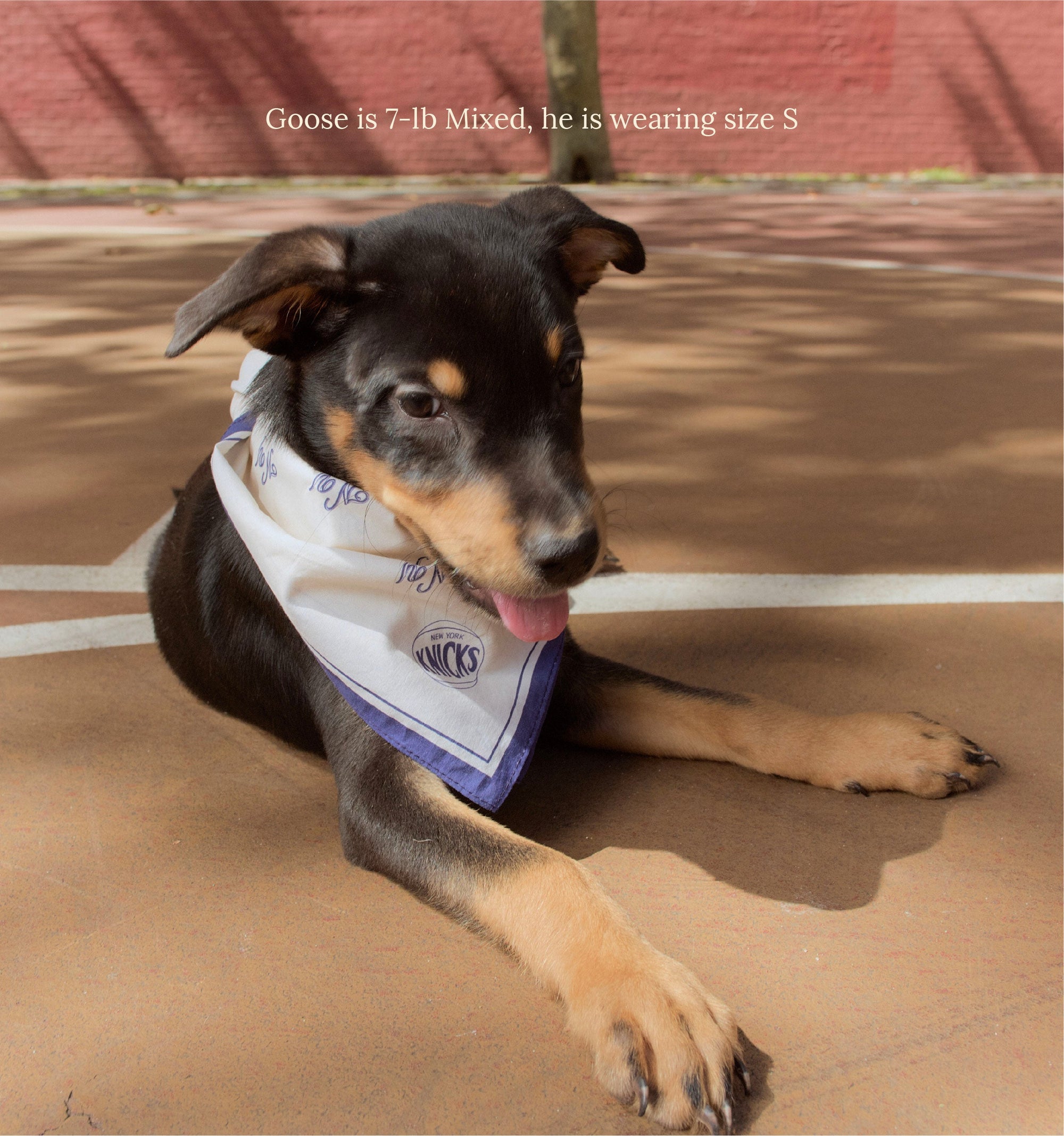 Little Beast Dog Bandana New York Knicks Bandana - NBA