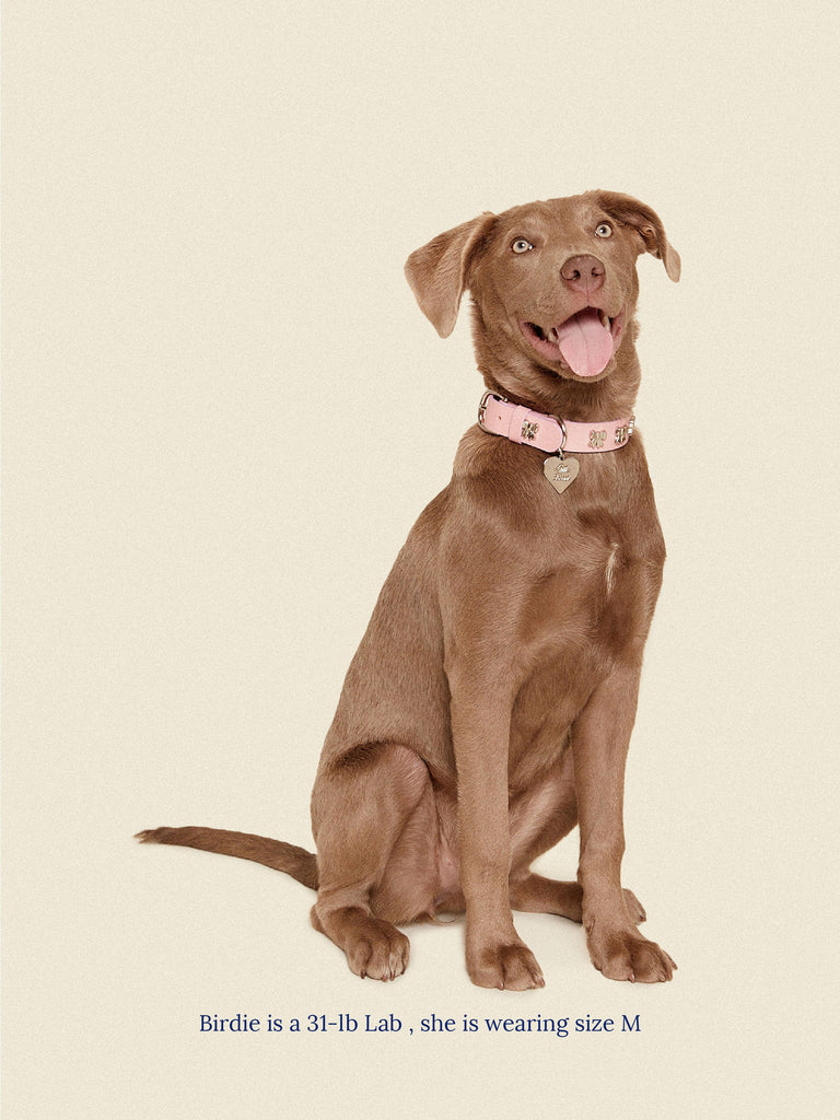 Little Beast Dog Collar Audrey Collar 🎀 - Ian Charms X Little Beast