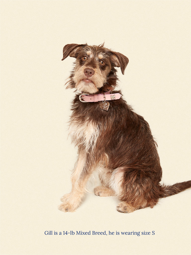 Little Beast Dog Collar Audrey Collar 🎀 - Ian Charms X Little Beast