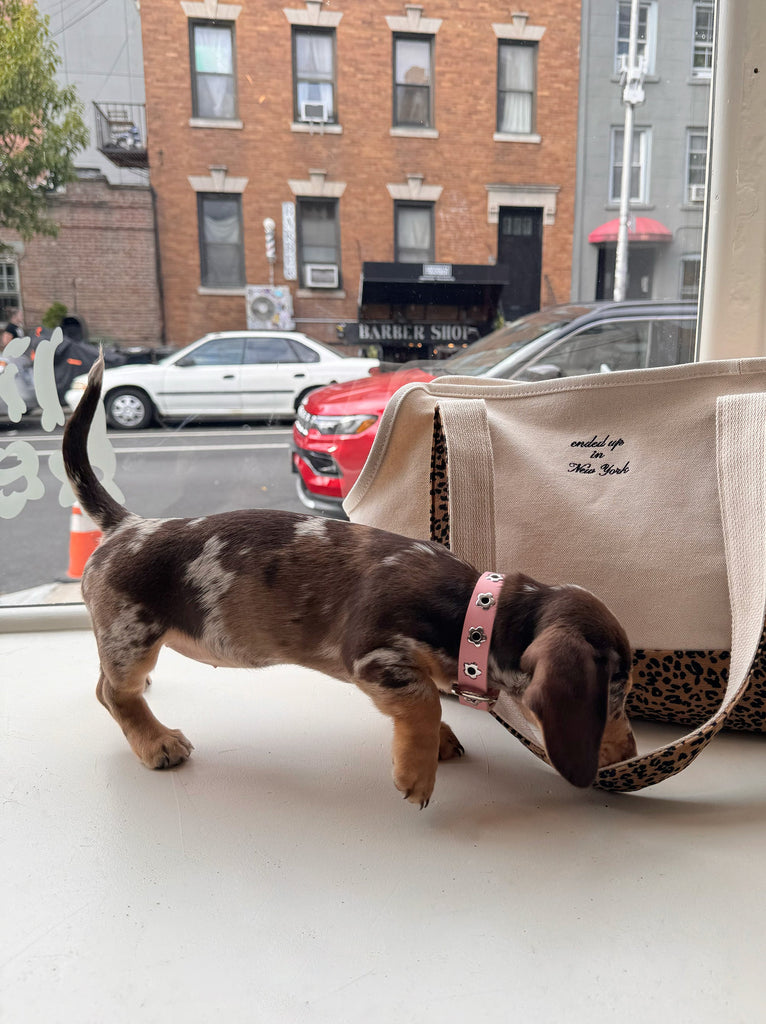 Little Beast Dog Collar Audrey - Flower Power Collar