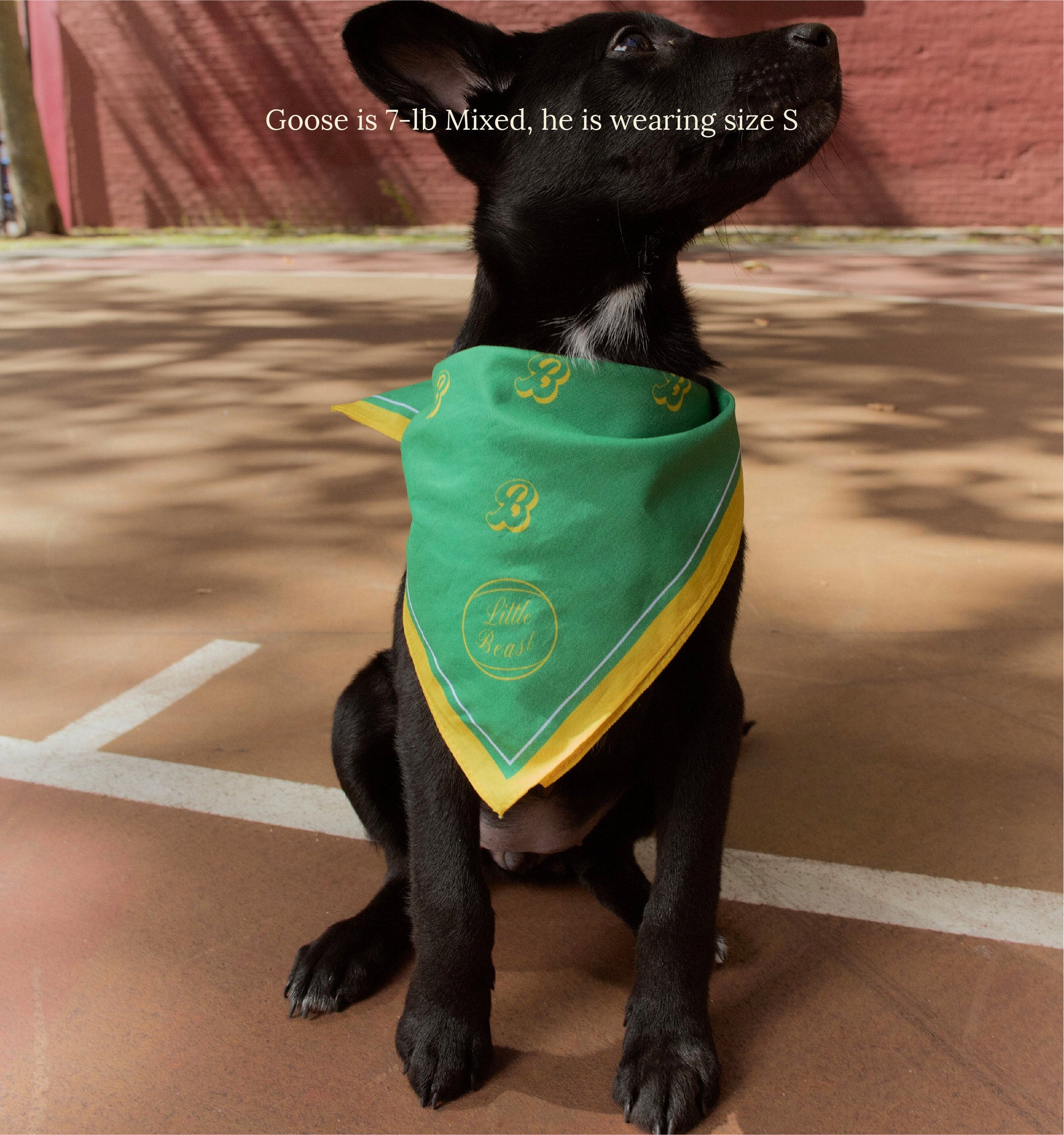 Little Beast Dog Bandana Boston Celtics Bandana - NBA