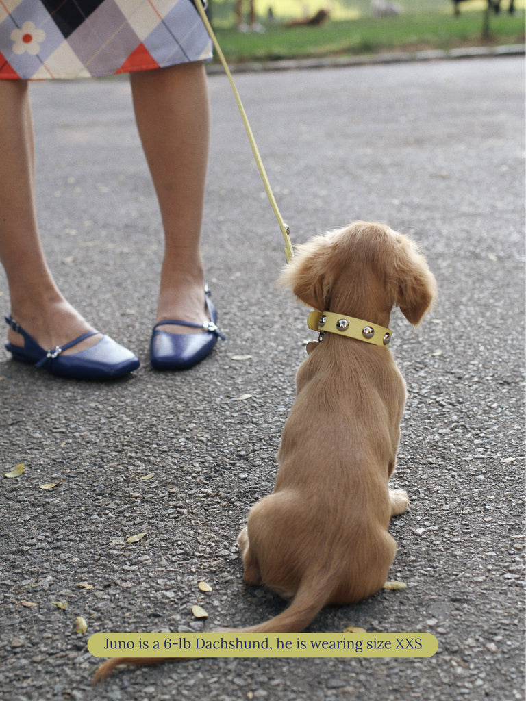 Little Beast Dog Collar Butter Button Collar x Lisa Says Gah
