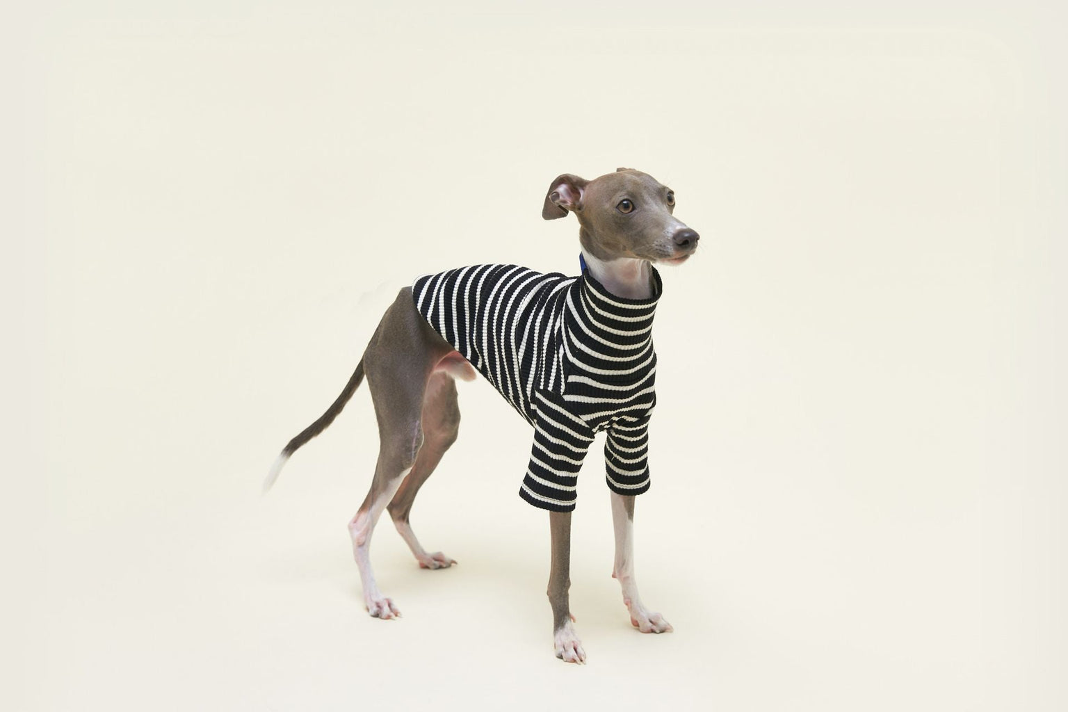 Little Beast Dog Stripe Shirt Café in Paris Sweatshirt