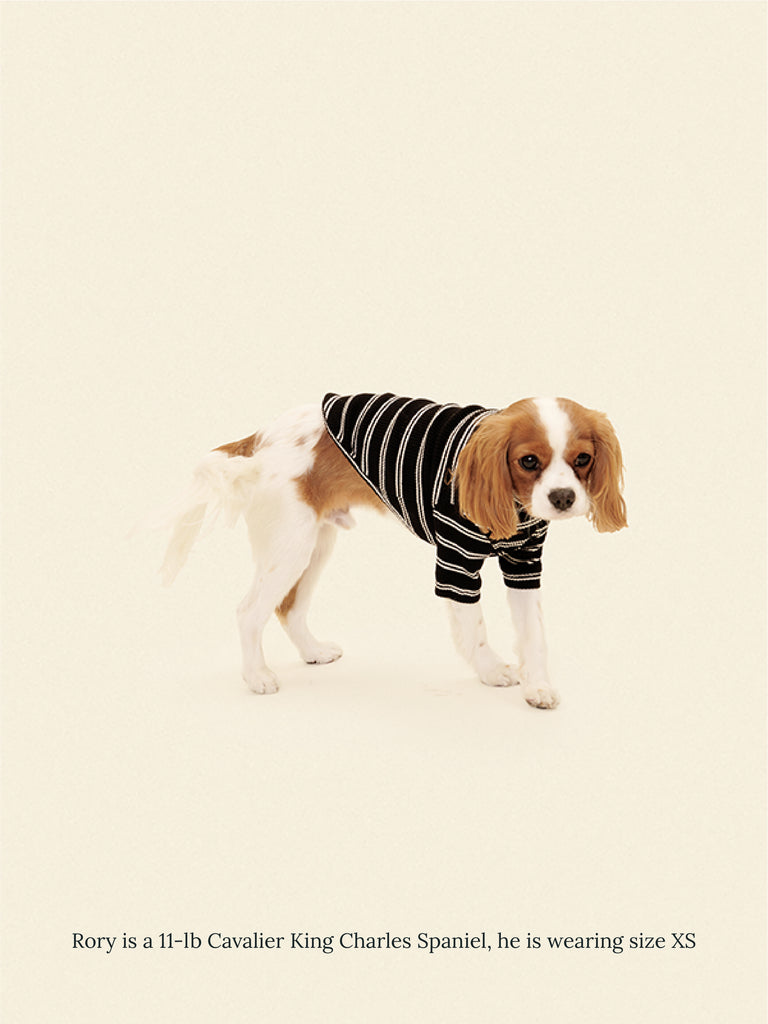 Little Beast Dog Stripe Shirt Café in Paris Sweatshirt