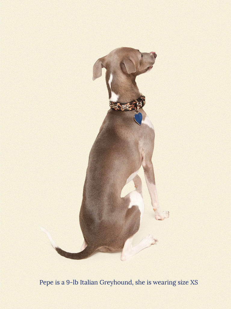 Little Beast Dog Collar COUGAR Collar - Ian Charms x Little Beast