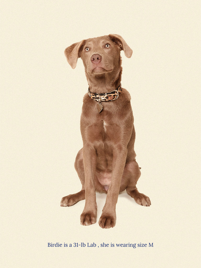 Little Beast Dog Collar COUGAR Collar - Ian Charms x Little Beast