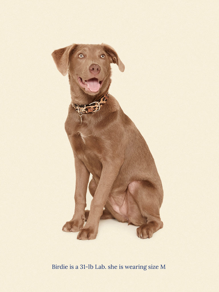 Little Beast Dog Collar Cougar Collar 🦴- Ian Charms x Little Beast