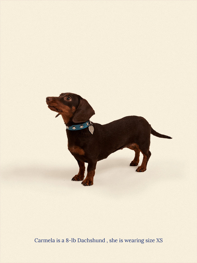 Little Beast Dog Collar Cowboy Collar - Aqua