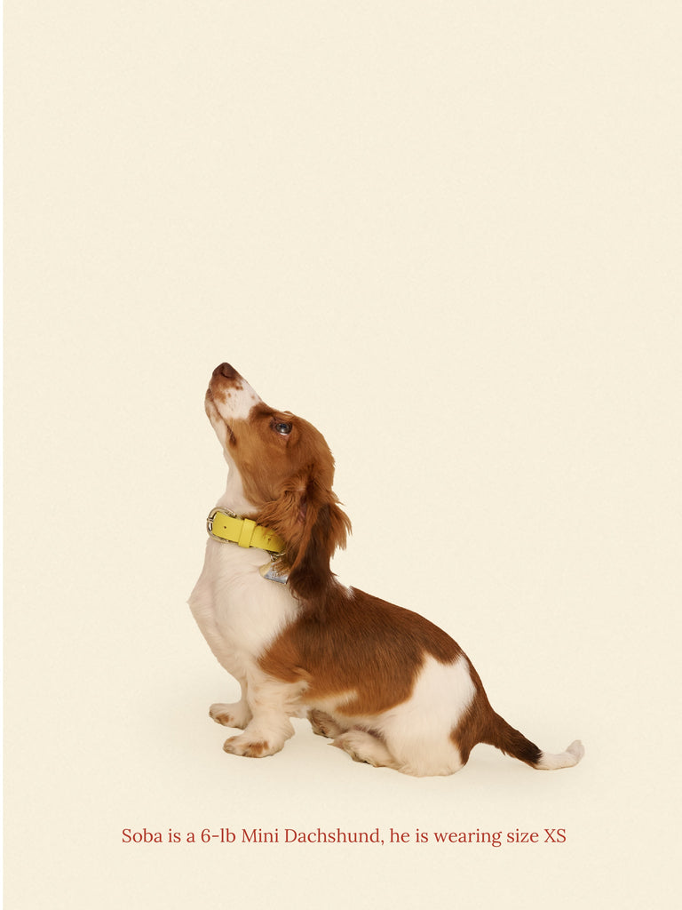 Little Beast Dog Collar Cowboy Collar - Olive