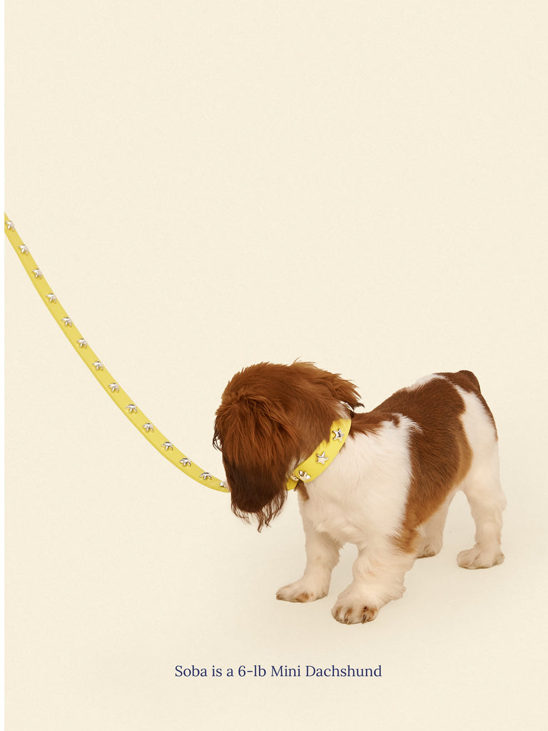 Little Beast Dog Collar Cowboy Collar - Olive