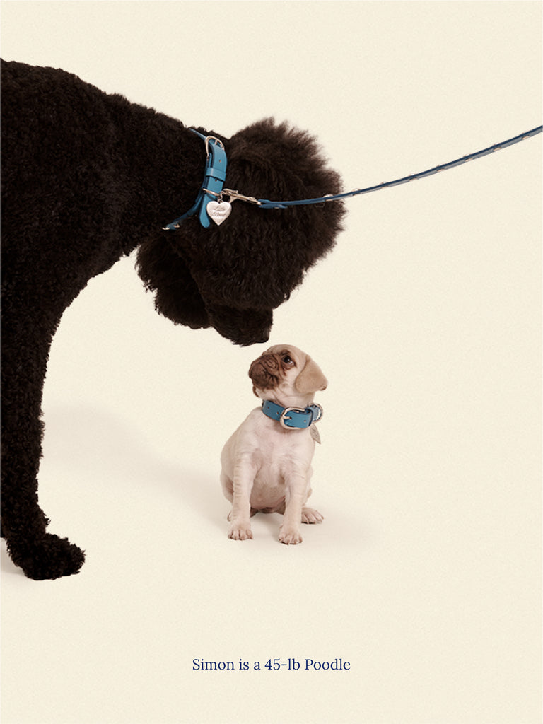 Little Beast Dog Leash ONESIZE Cowboy Leash - Aqua