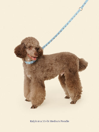 Little Beast Dog Leash Baby Blue / OS Cowboy Leash - Baby Blue