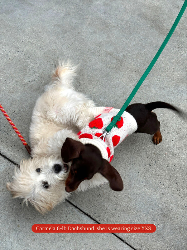 Little Beast Dog Sweater Ella X Lisa Says Gah ✿