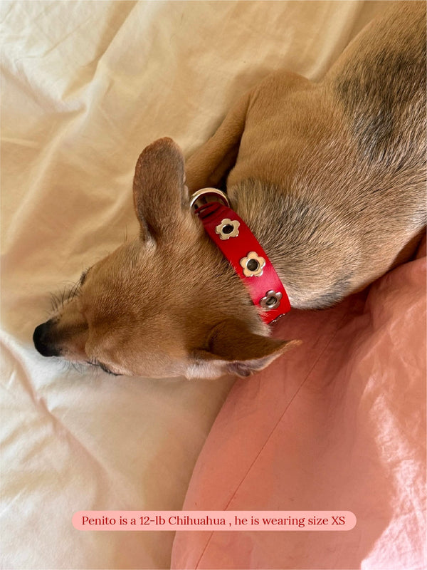 Little Beast Dog Collar Flower Power Collar - Ruby