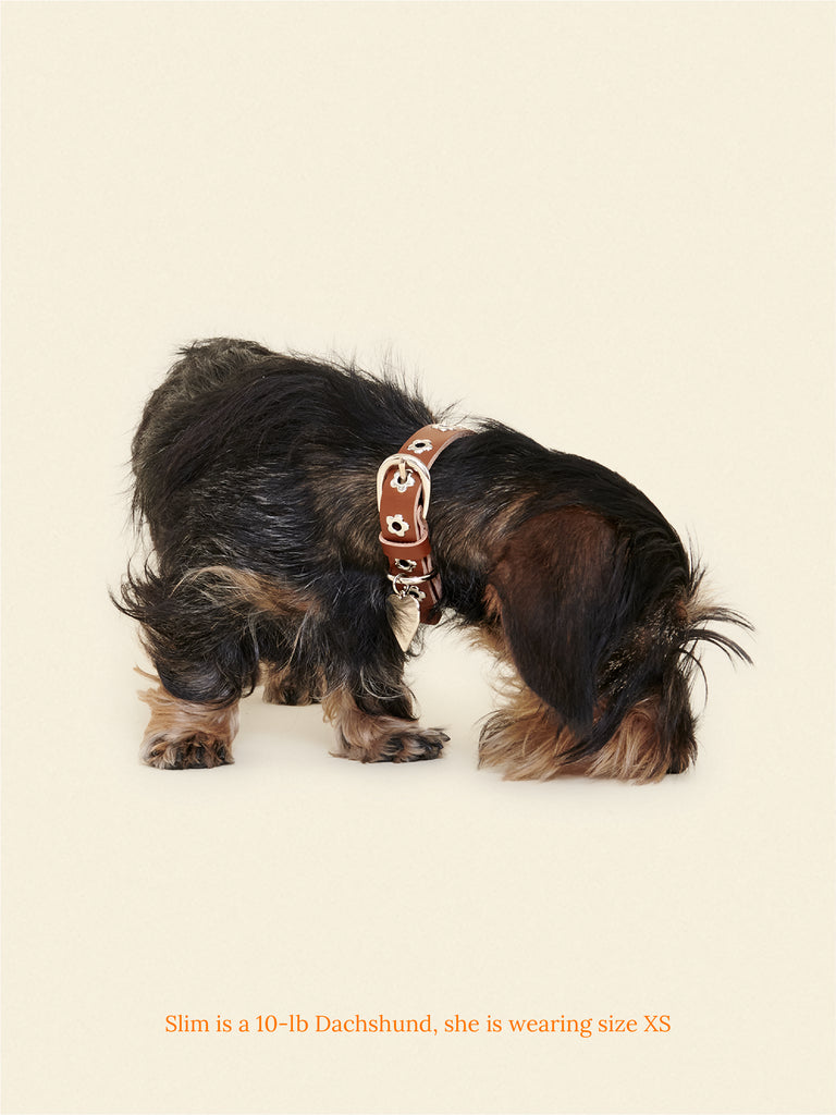 Little Beast Dog Collar Hazel - Flower Power Collar