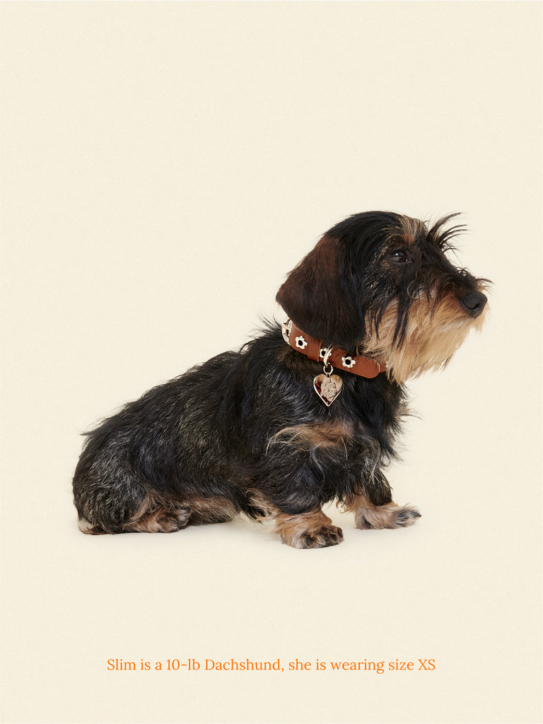 Little Beast Dog Collar Hazel - Flower Power Collar