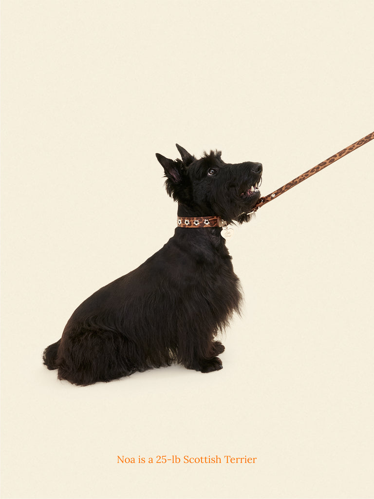 Little Beast Dog Leash Brown / OS Hazel - Flower Power Leash