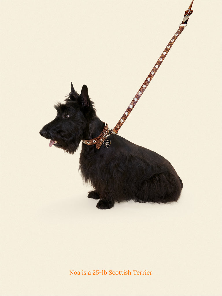 Little Beast Dog Leash Brown / OS Hazel - Flower Power Leash