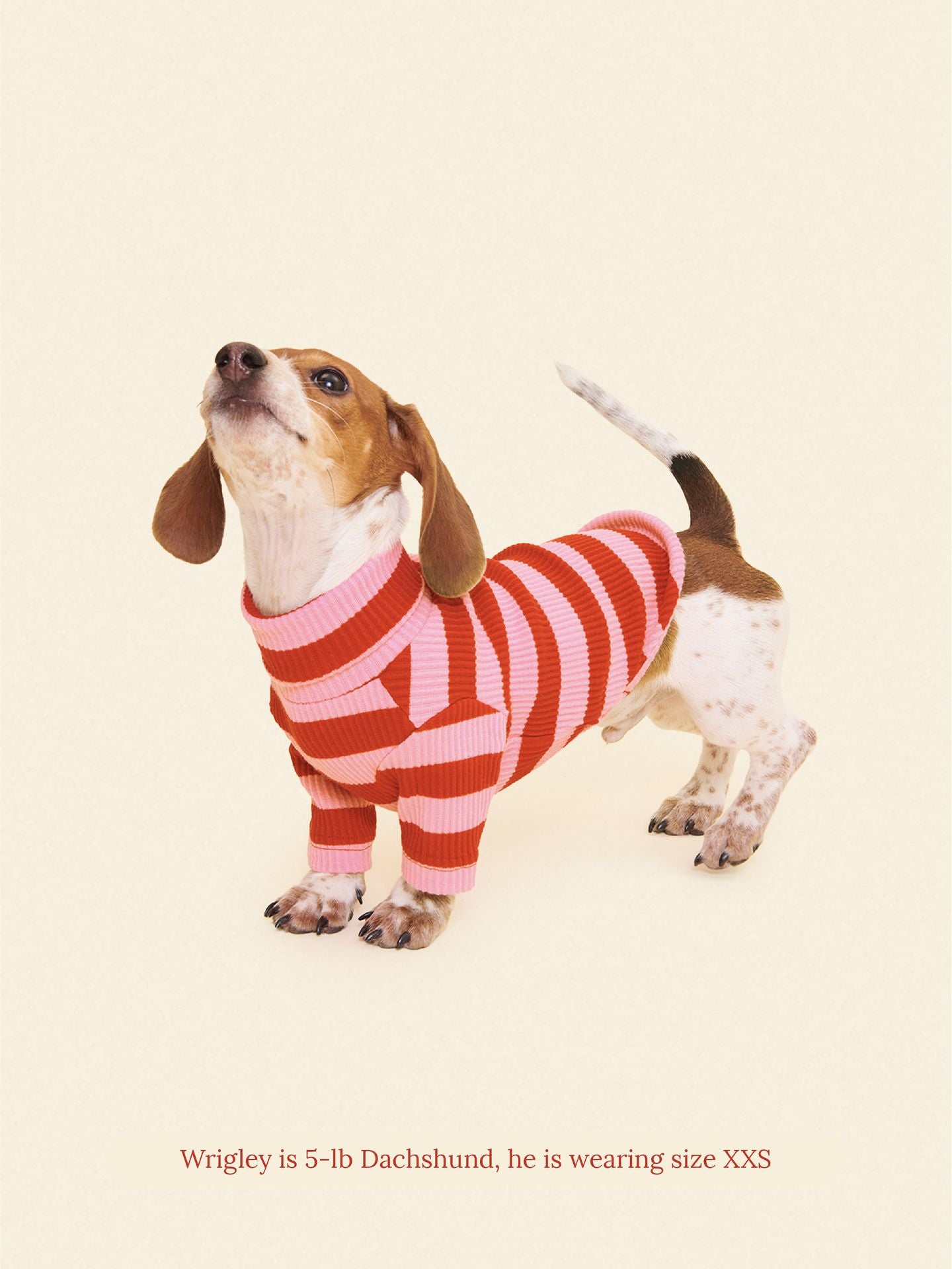 Hunde-Shirt „Little Bees“ Für Kleine Hunde – Weiches Baumwollshirt In Gelb/Schwarz