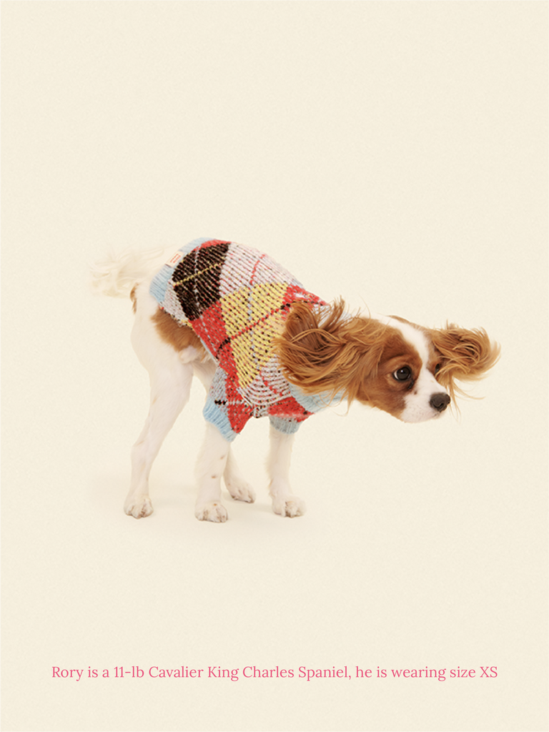 Best Dog Sweaters for Small Dogs: Cozy, Stylish & Warm Picks