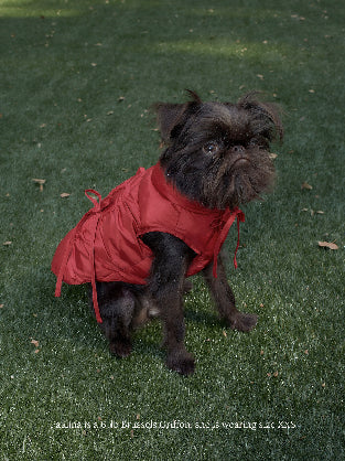Dog Jackets and Parkas – Little Beast