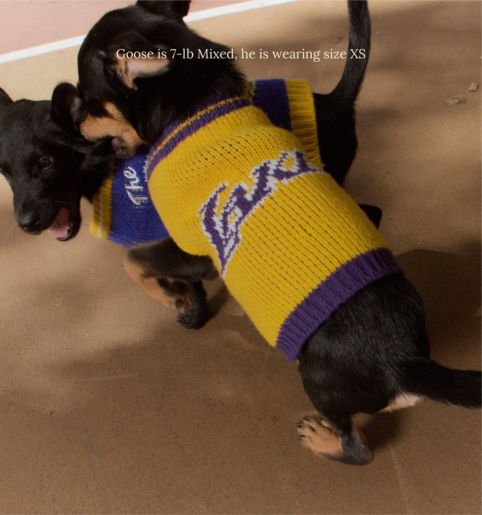 Little Beast Dog Sweater Los Angeles Lakers Dog Sweater - NBA