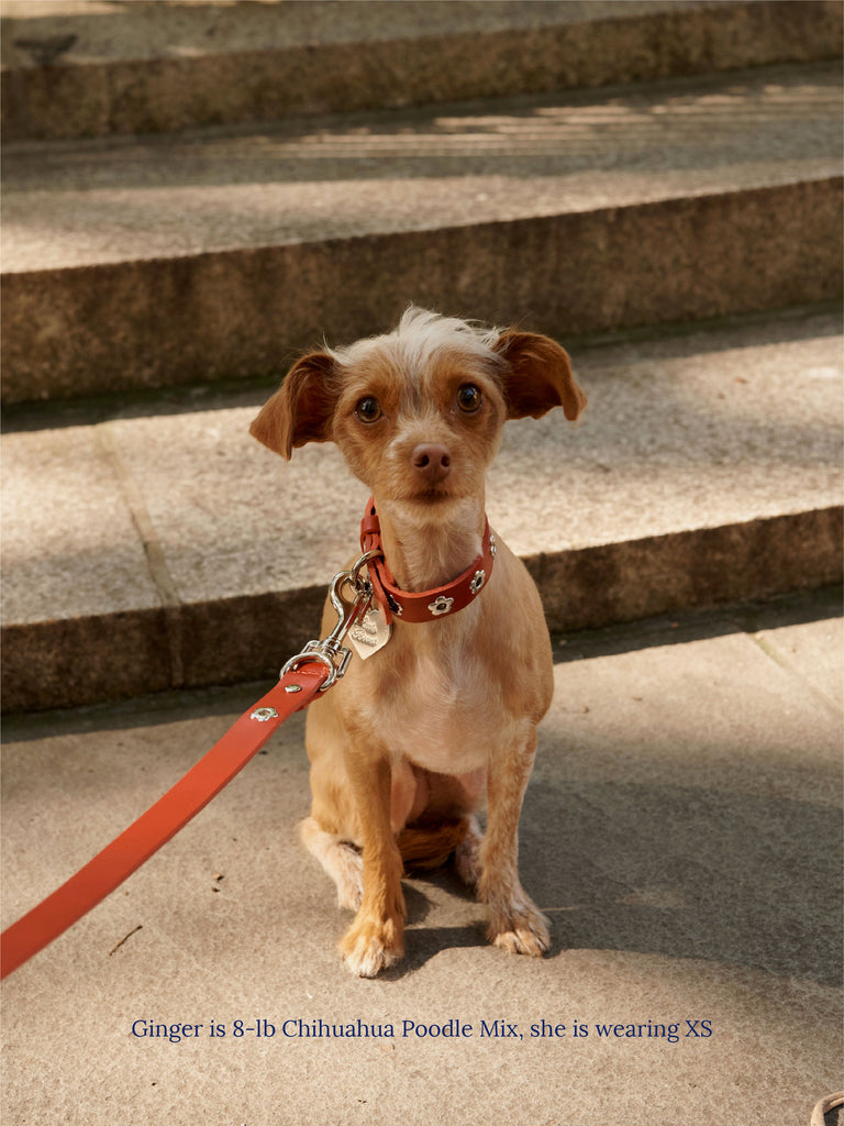 Little Beast Dog Collar Ruby - Flower Power Collar