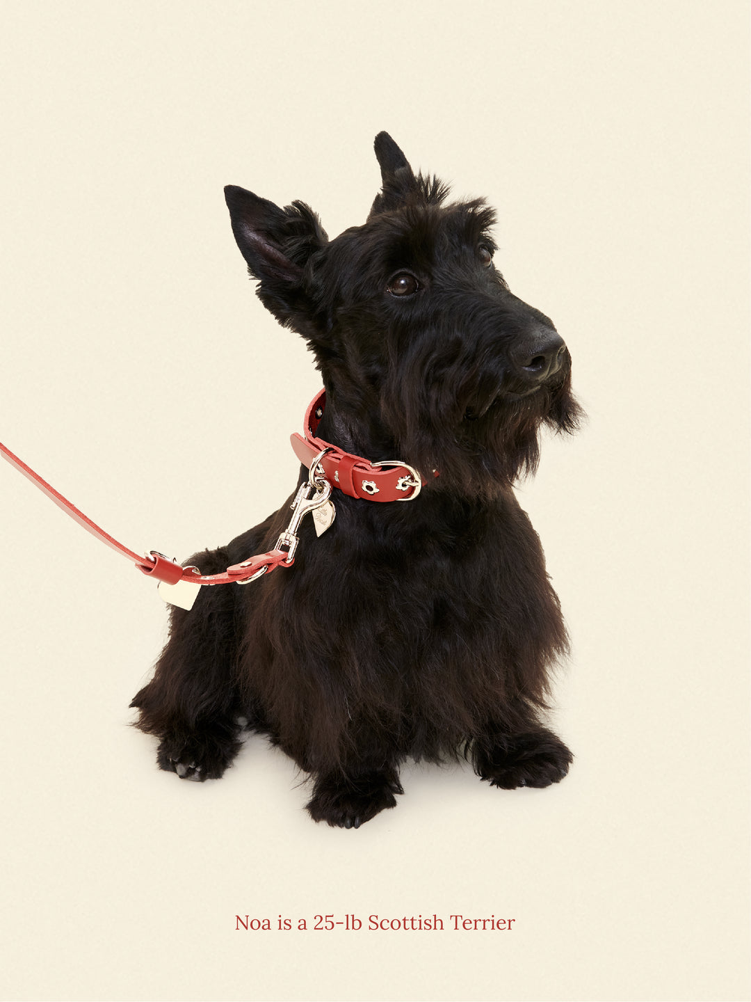 Ruby - Flower Power Leash – Little Beast