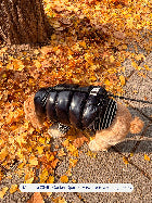 Little Beast Dog Parka The Big Black Puffer Jacket