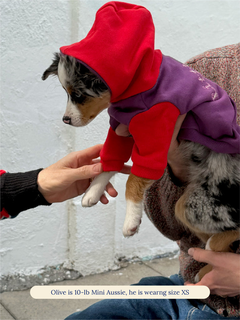 Little Beast Dog Hoodie The Little Beast Hoodie - Purple