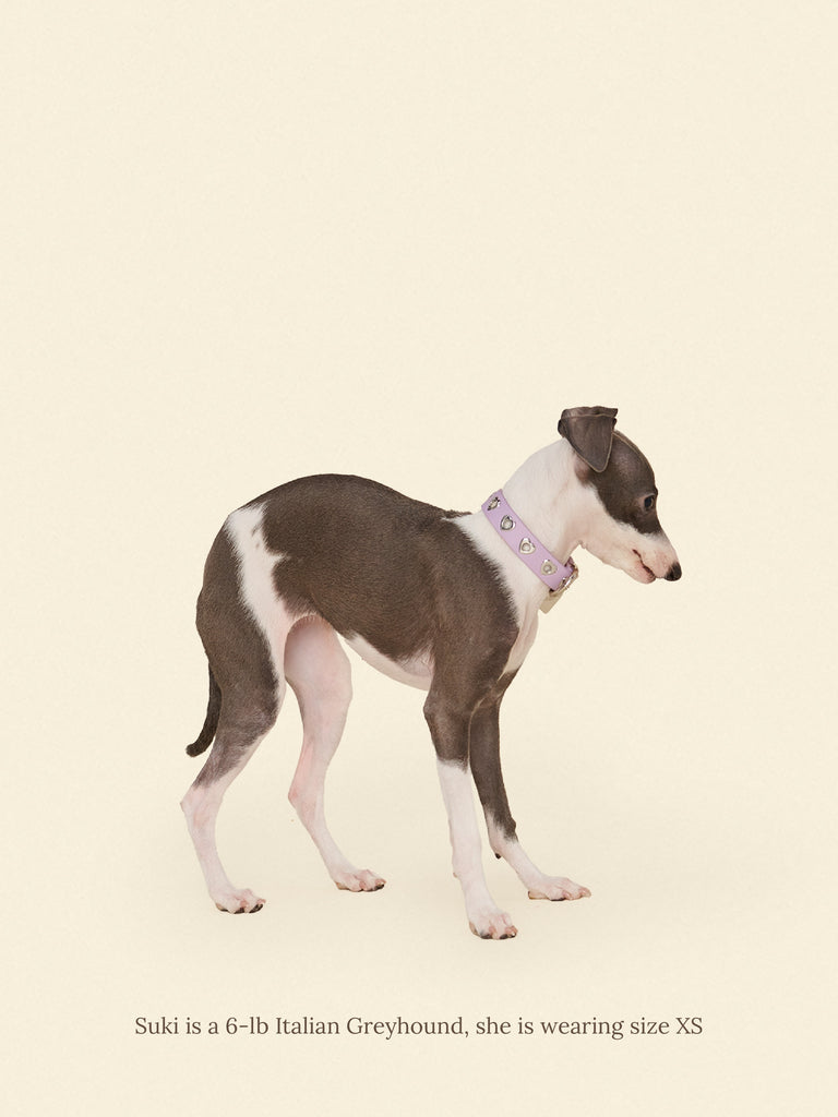 Little Beast Dog Collar You Mean The World To Me Collar - Lilac