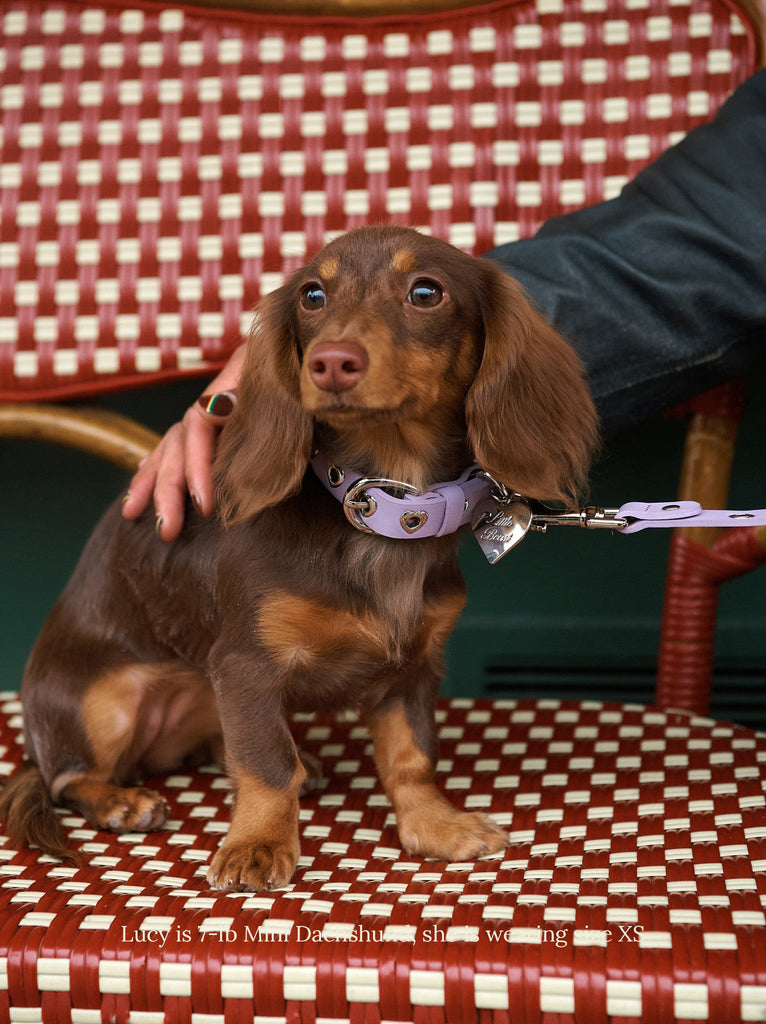 Little Beast Dog Collar You Mean The World To Me Collar - Purple