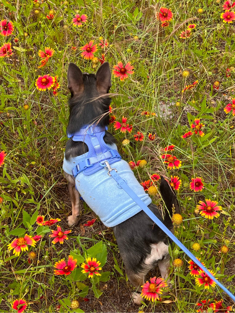 littlebeastus Dog Tank Top Hot Girl Summer Tank Top - Blue