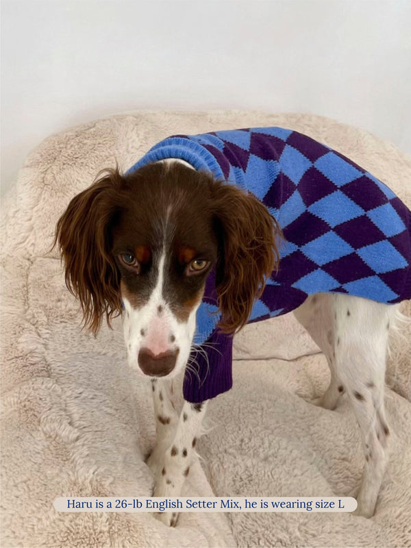 Little Beast Dog Sweater Straight Outta Hamptons Sweater