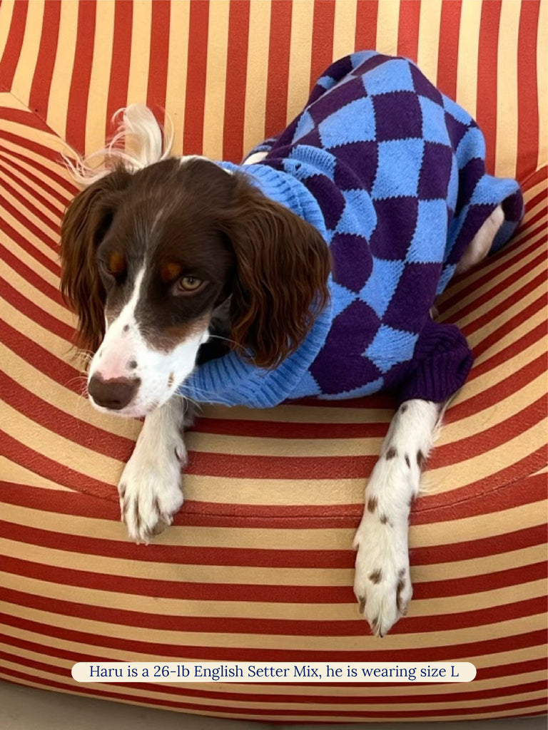 Little Beast Dog Sweater Straight Outta Hamptons Sweater