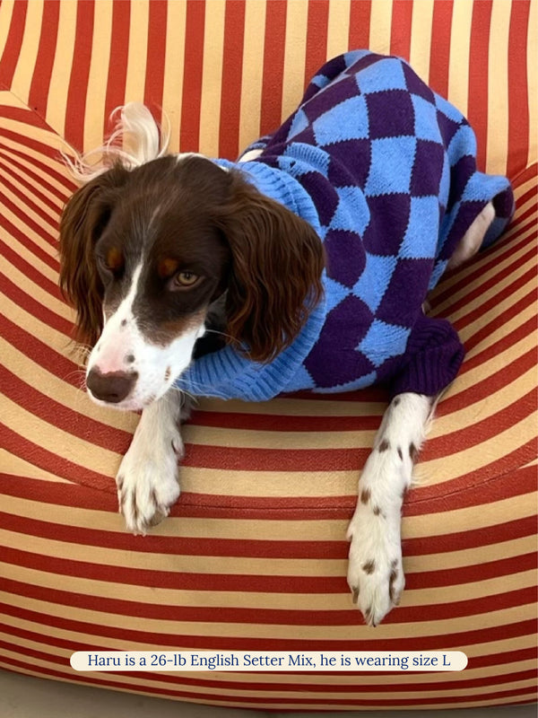 Little Beast Dog Sweater Straight Outta Hamptons Sweater