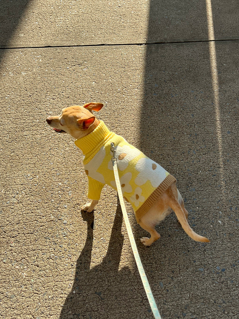 Little Beast Dog Sweater Sunny Side Sweater