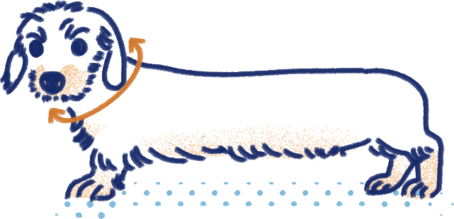 Measure dog for bandanas