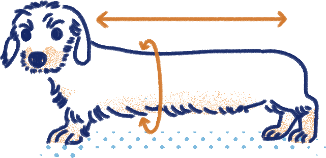Measure dog for sweaters